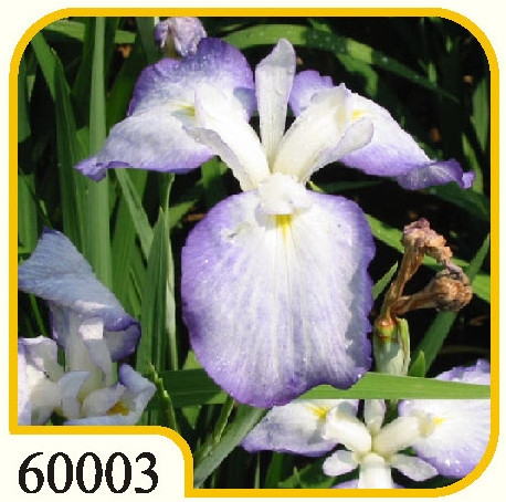 Iris Ensata Gracieuse