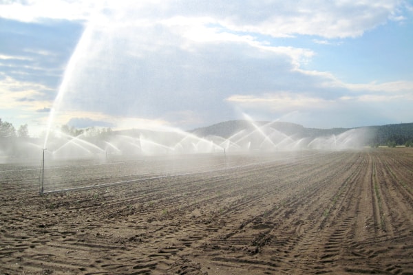 Irrigation champ de cèdres