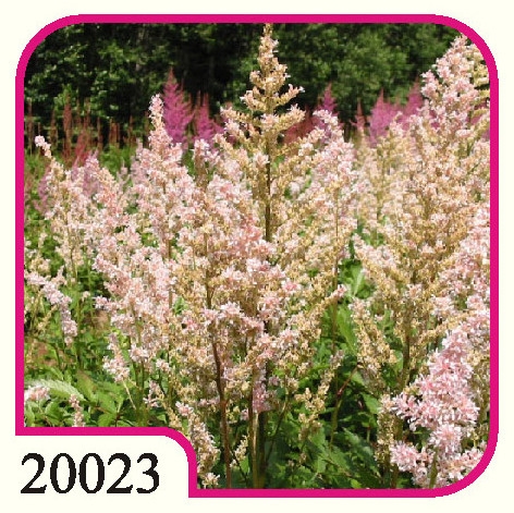 Astilbe Japonica Queen of Holland