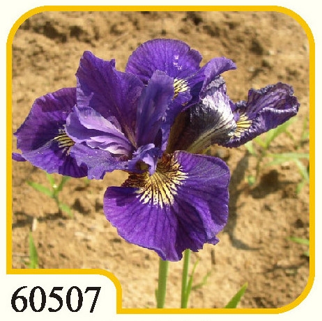 Iris Sibirica Ruffled Velvet