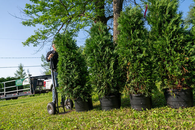 Cèdres en pot prêts à être plantés.
